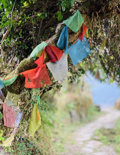 prayer flags on a tree in the himalayas